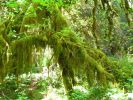 PICTURES/Ho Rainforest - Hall of Mosses/t_Mossy Branches1.JPG